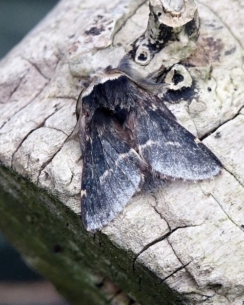 December moth